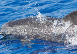 Delfin ved Madeira. Lej bil på Billeje.info