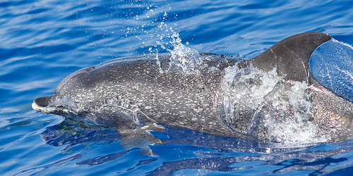 Delfin ved Madeira. Lej bil på Billeje.info