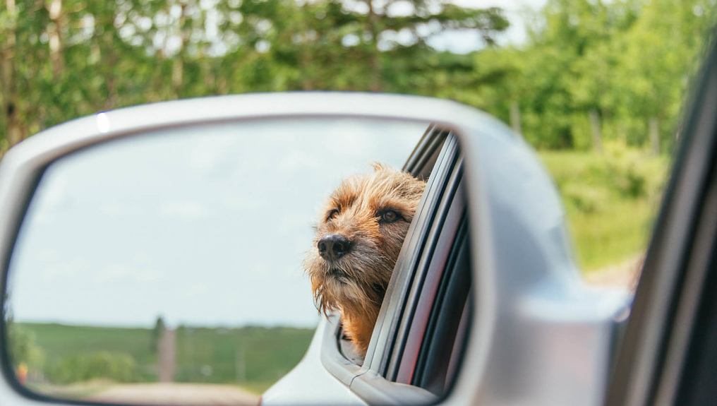 Politistation respektfuld Enig med Hund med i lejebilen? Dette skal du være opmærksom på