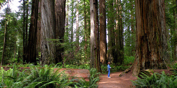 Redwoods i Californien. Lej bil på Billeje.info