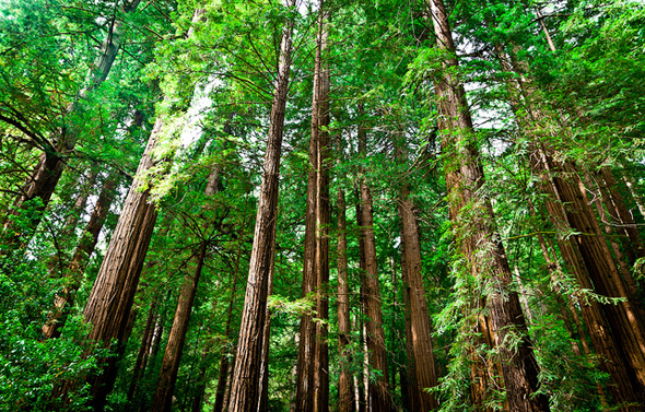 redwoods i Californien. Lej bil på billeje.info